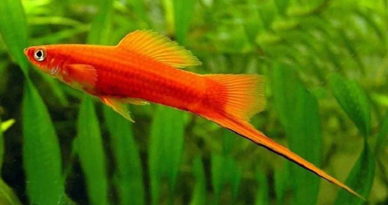 Aquanica  I   Doğadan İlham, Bilimden Güç Alıyoruz Kan Kırmızı Kılıç (Xiphophorus hellerii)