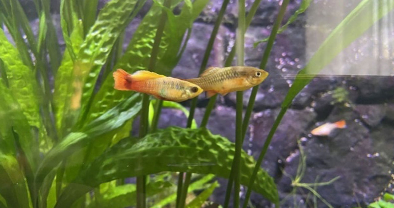 Aquanica  I   Doğadan İlham, Bilimden Güç Alıyoruz Papağan Pilati (Xiphophorus variatus)