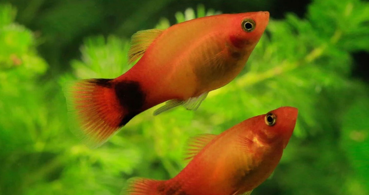 Aquanica  I   Doğadan İlham, Bilimden Güç Alıyoruz Fantom Pilati (Xiphophorus maculatus)
