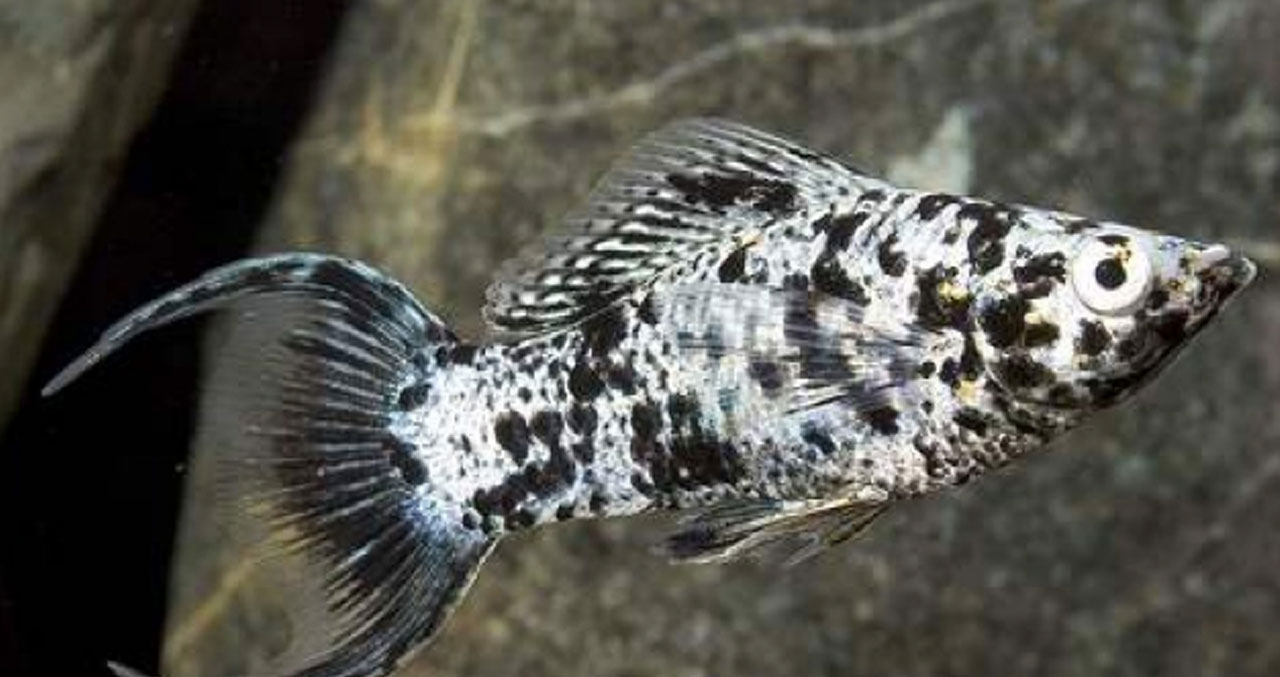 Aquanica  I   Doğadan İlham, Bilimden Güç Alıyoruz Dalmaçyalı Moli (Poecilia sphenops)