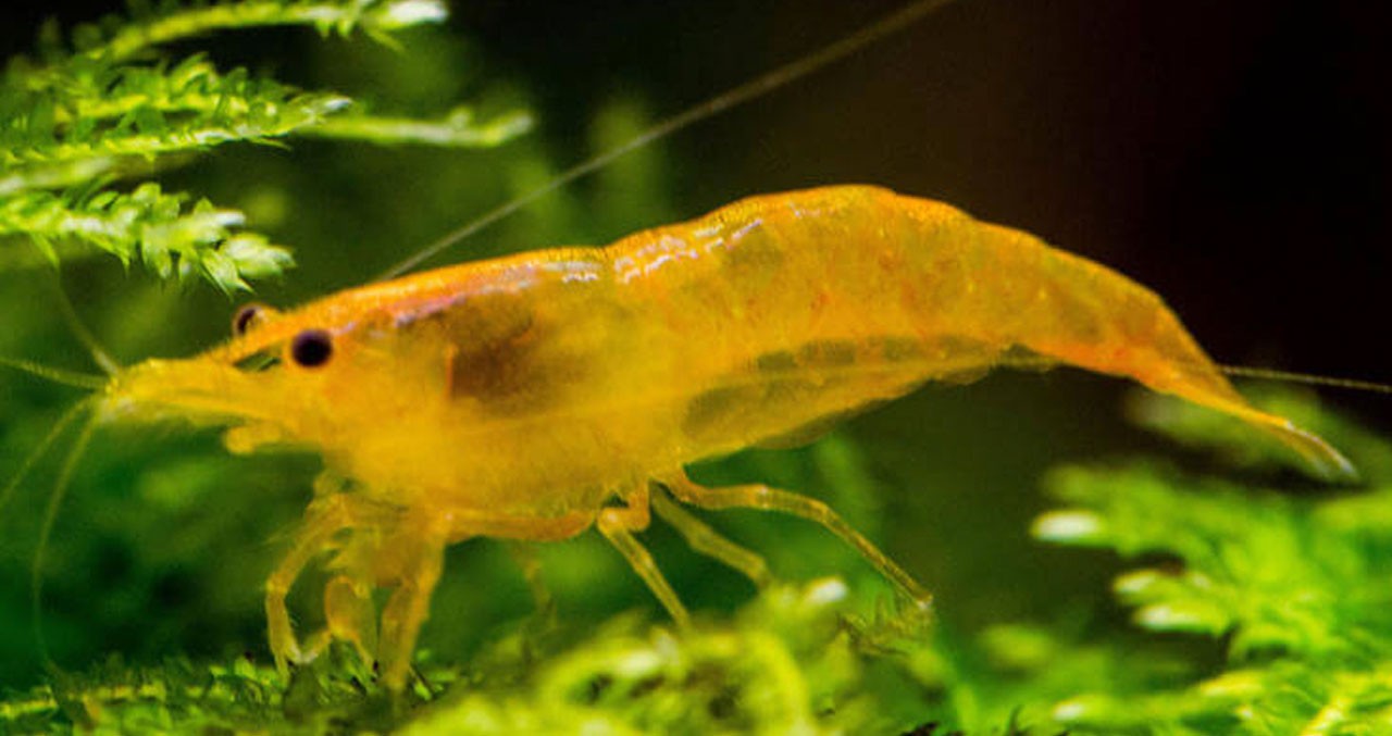 Aquanica  I   Doğadan İlham, Bilimden Güç Alıyoruz Sarı Ateş Neon Karides (Neocaridina davidi)