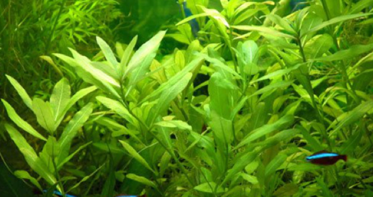 Aquanica  I   Doğadan İlham, Bilimden Güç Alıyoruz Zeytin (Hygrophila polysperma)